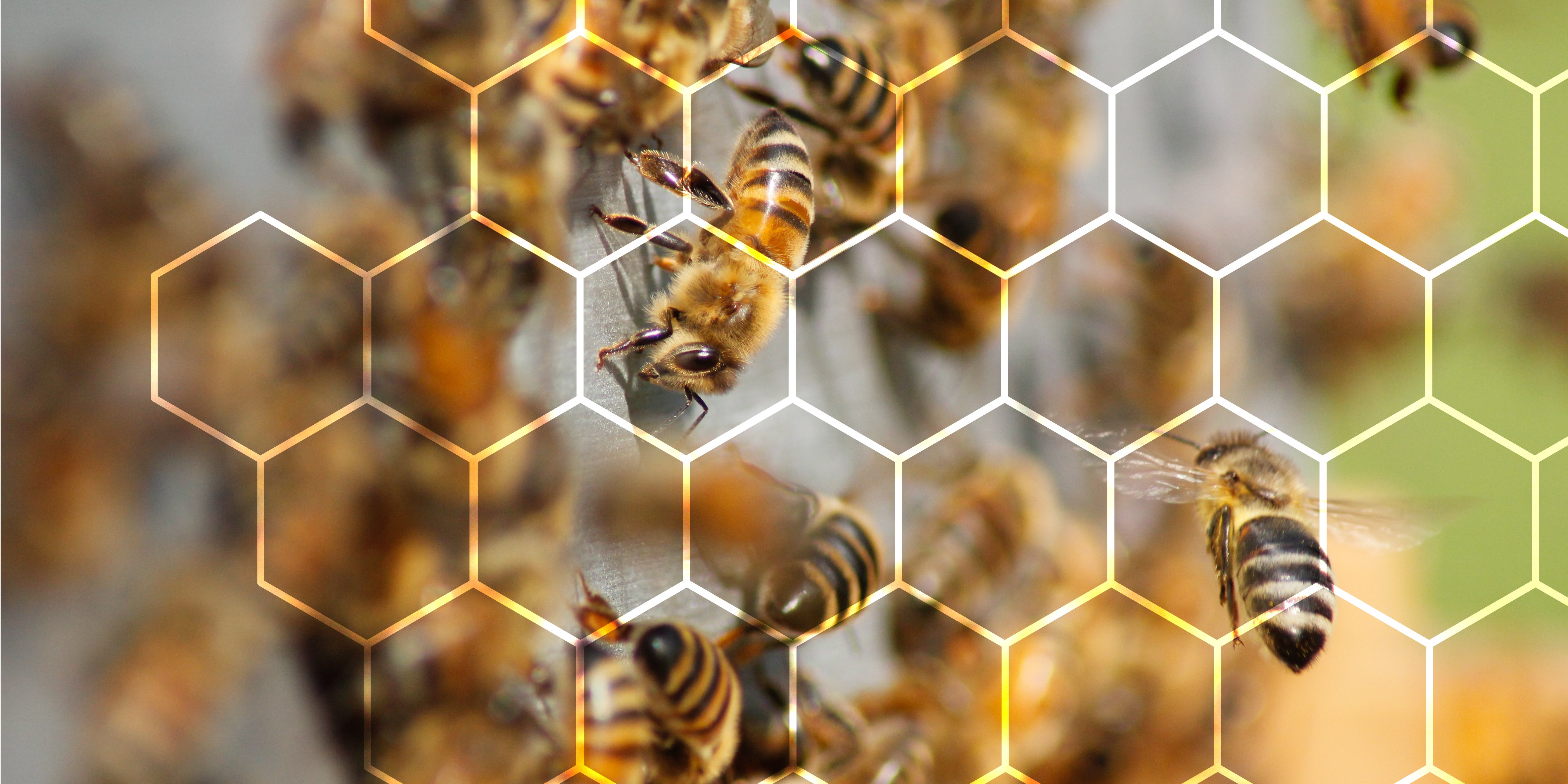 Bees crawling over the honeycomb, with highlighted comb's cell lines
