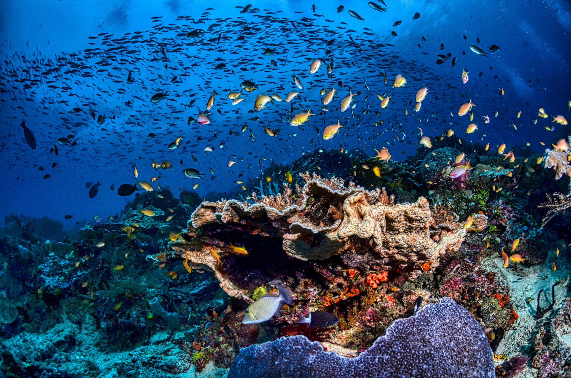 An underwater scene showcasing a diverse array of fish gracefully navigating through a coral reef.