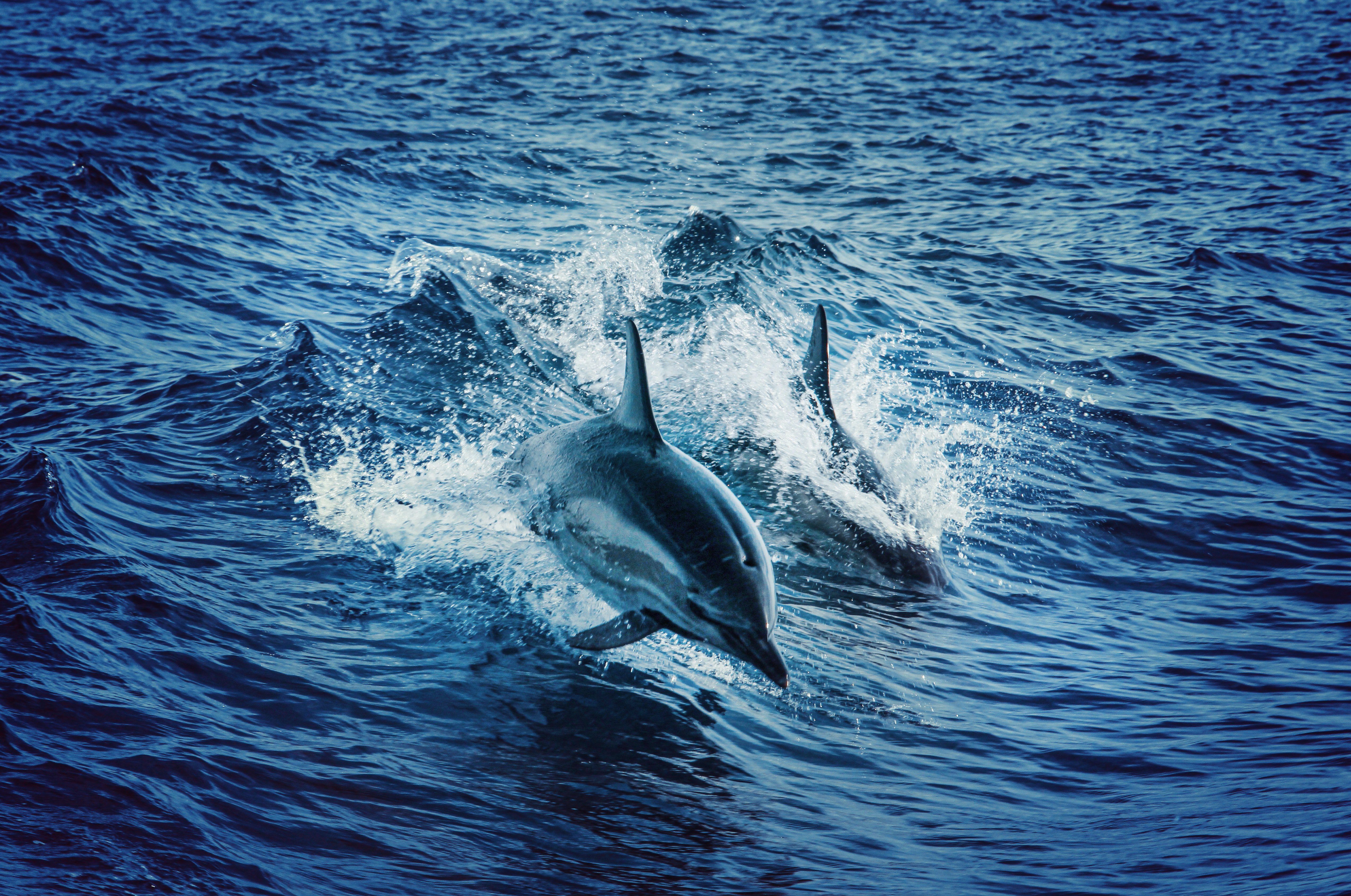 Two dolphins swimming gracefully in the vast ocean gliding through the water.